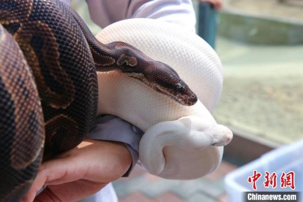 世界蛇日江苏一动物园为白娘子在线泡澡