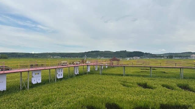 �ⶫ����԰��⡣���������� ��黨 ��