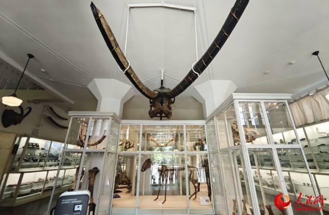 北疆博物院古生物陈列室内的化石标本。人民网记者 孙一凡摄