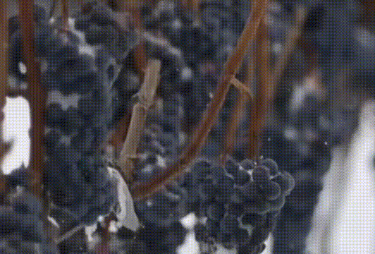 吉林冰雪的多元破局与生态重构