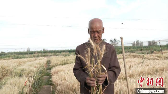 张正才育出的新小麦品种. 徐万里 摄