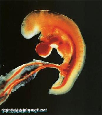 震撼图解人工授精全过程图示婴儿创造到诞生