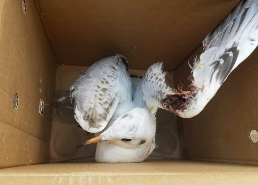 受伤的红嘴鸥,其翅膀被折断流血(来源:央视新闻)