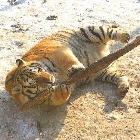 東北虎胖成氣球圓滾滾胖都都威嚴盡失