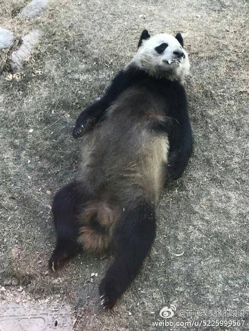 熊猫瘦成皮包骨 熊猫粉怒怼兰州动物园