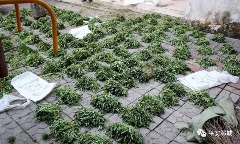 老太院内种植1万多株罂粟明知犯法仍在公然售卖