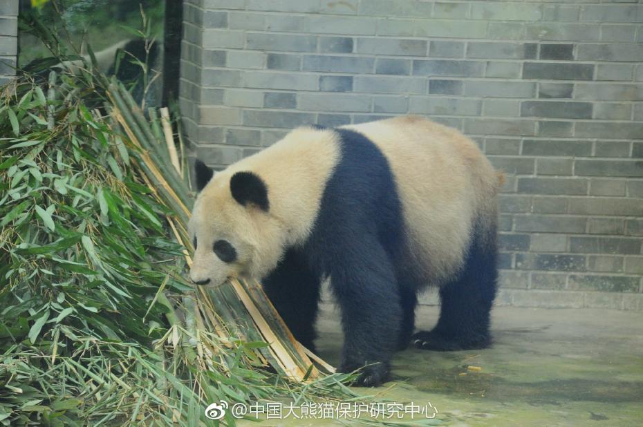 吃吃吃大熊猫蜀兰开启养老生活