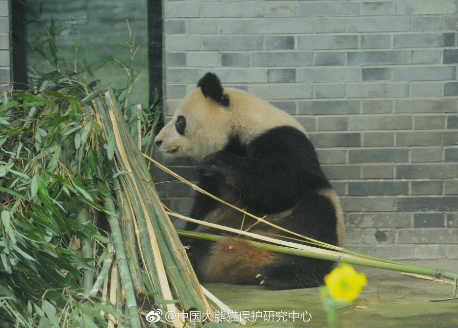 吃吃吃!大熊猫"蜀兰"开启养老生活