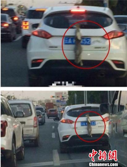 昆明一司机用活兔子遮挡号牌交警:涉嫌违法正调查