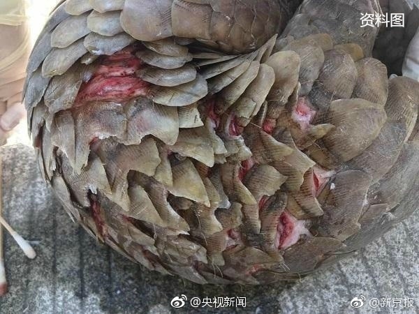 警方查获2只穿山甲其身体被剥鳞冷冻图