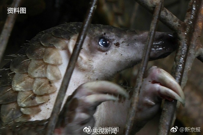 警方查获2只穿山甲 其身体被剥鳞冷冻(图)