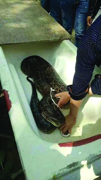 村民浇田意外捞出3米巨蟒 大蛇已被剥皮取胆切段