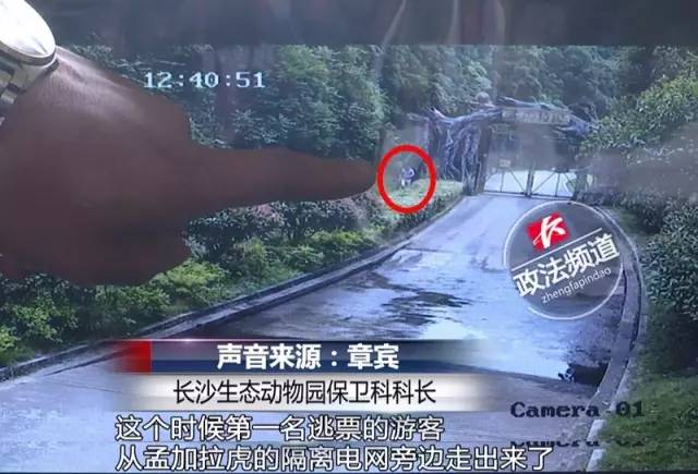 2女1男为逃票翻墙进动物园 落地时周围站了7只虎 2女1男为逃票翻墙进动物园 落地时周围站了7只虎