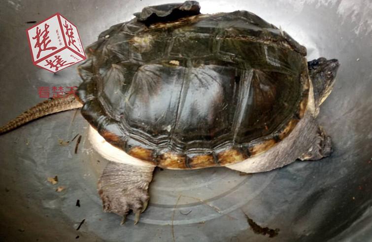 湖北一荷塘现大鳄鱼龟 专家:莫放生 价值高可吃掉