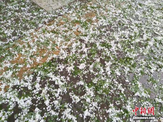江苏安徽山东遭受风雹灾害 直接经济损失1.3亿