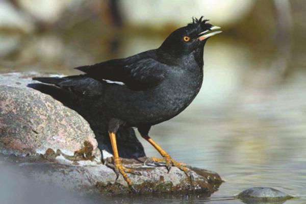 成都全面禁售画眉八哥鹩哥3个月后鸟市萧瑟过半商家停业