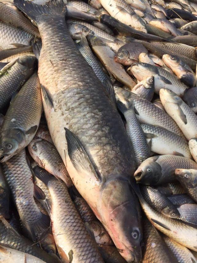 惊荆州一鱼塘6万斤鱼一夜死光打捞出药袋子已送检