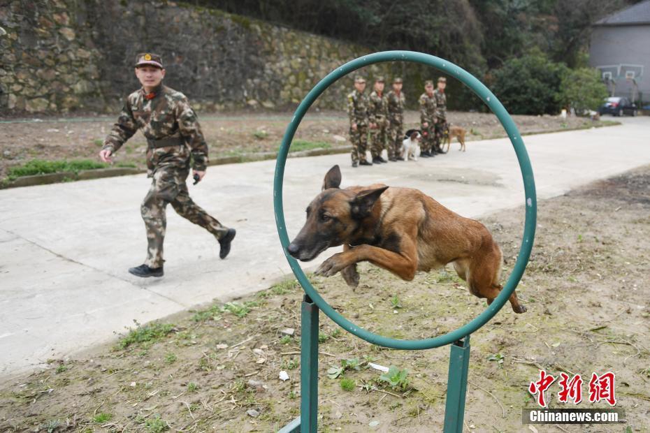 杭州消防搜救犬训练 救人寻物样样精通_新闻频道_中国青年网