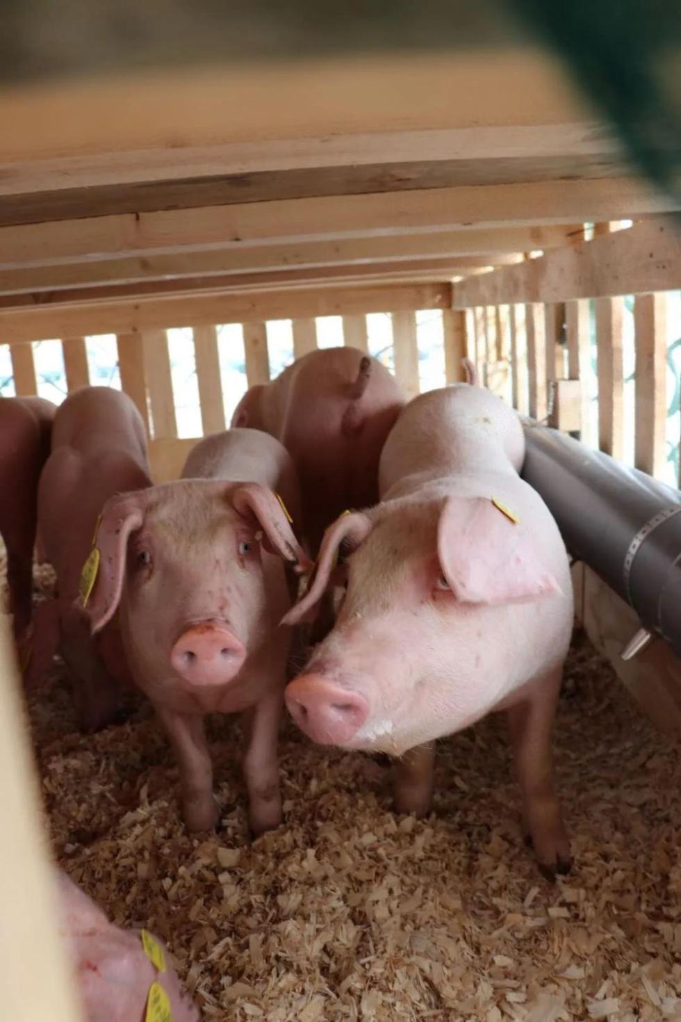 半月谈|生猪养殖警惕"卡脖子"现象