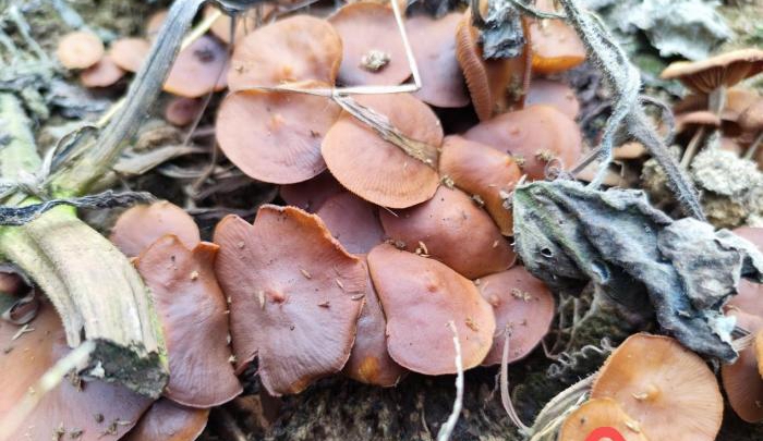 ����2������ʳ�����¼��Ը�˥�� ҽԺ������������֭�ɹ�����.jpg