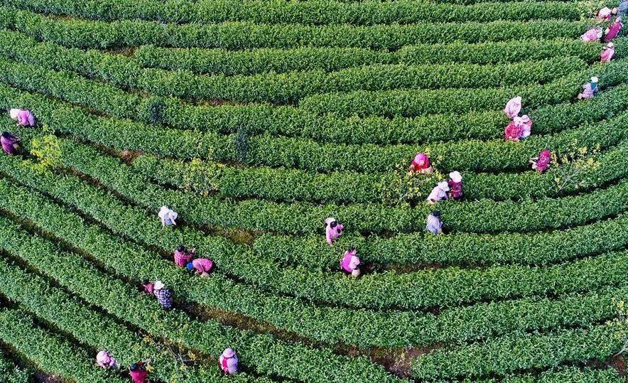 茶农在浙江省安吉县白茶产业发源地溪龙乡采摘安吉白茶