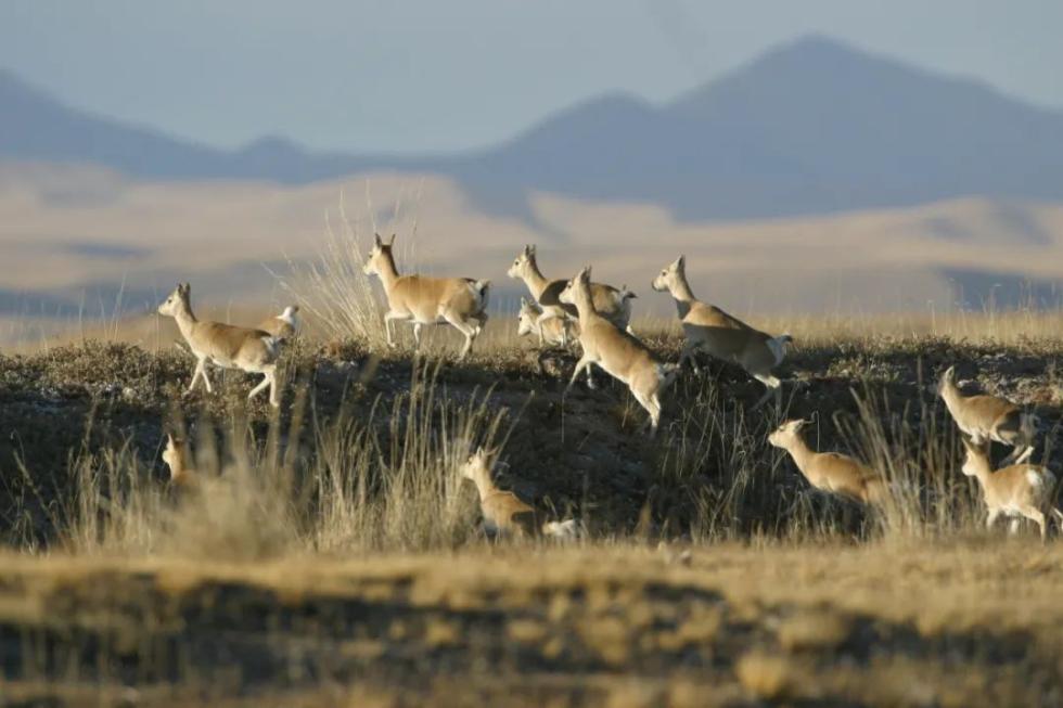迁徙的藏羚羊(图/青海湖景区保护利用管理局)