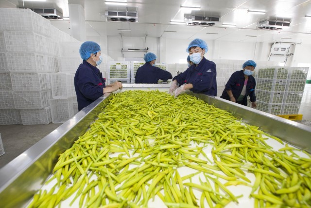 ɽ����ͬ���ƻ��ӹ���ҵ�������ں�ɻƻ�