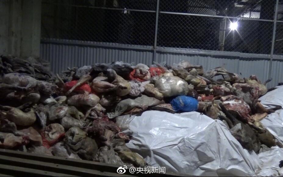 不法分子猎杀千只野生动物被捕_新闻频道_中国青年网