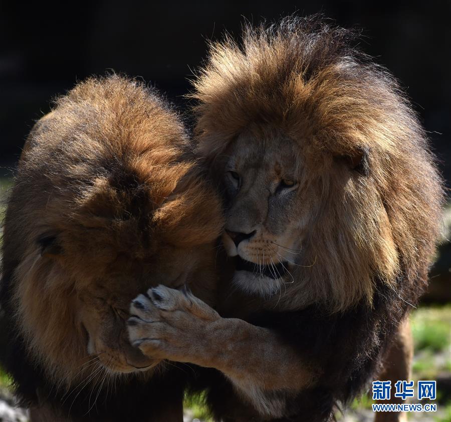 [1]��������ߣ���ֻʨ��